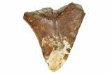 Bargain, Fossil Megalodon Tooth From Angola - Unusual Location #258594-1